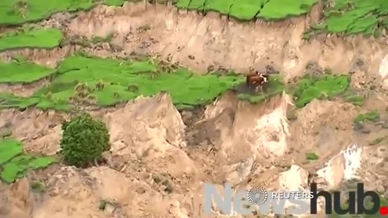 Cows rescued after being stranded in New Zealand quake