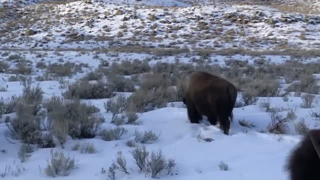 Bison in Yellowstone