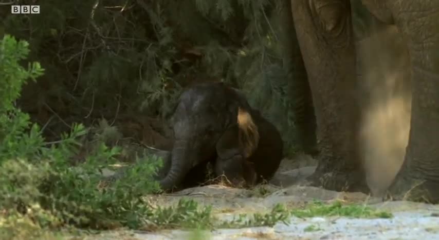 Baby Elephant's Struggle to Survive (Part 4) | Elephant Nomads of the Namib Desert | BBC Earth