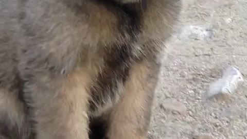 Cute street puppy waiting Me to play with me❤️