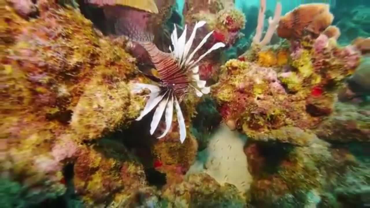 Beautiful Fish In The World