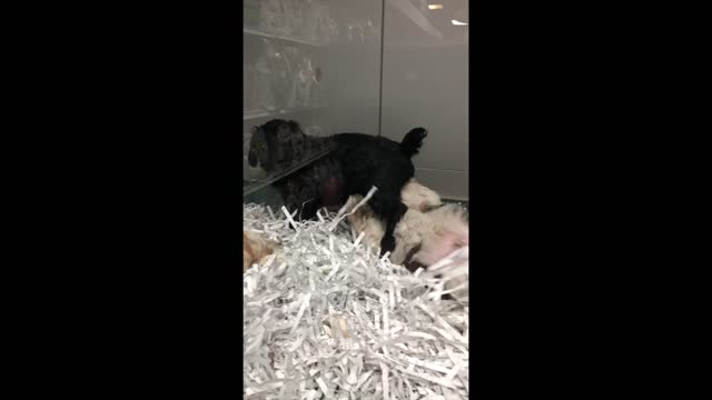 Puppies On Display at Pet Store..... SO FRIGGIN CUTE