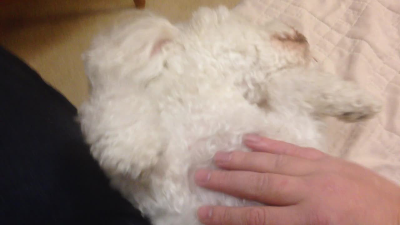 The Zoe dog, Tummy rub