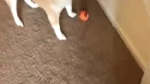 Do you like your new toy_ ORIGINAL