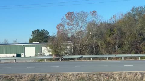 Deer Spotted Running on Highway