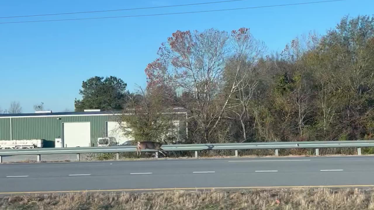 Deer Spotted Running on Highway