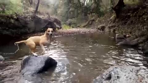 Perro jugando en el agua