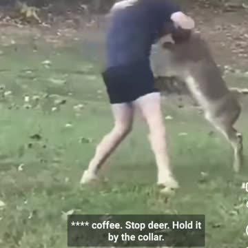 Deer Fight!!