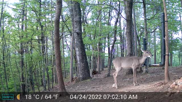 The Woods - 04/24/2022