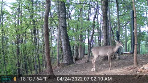 The Woods - 04/24/2022