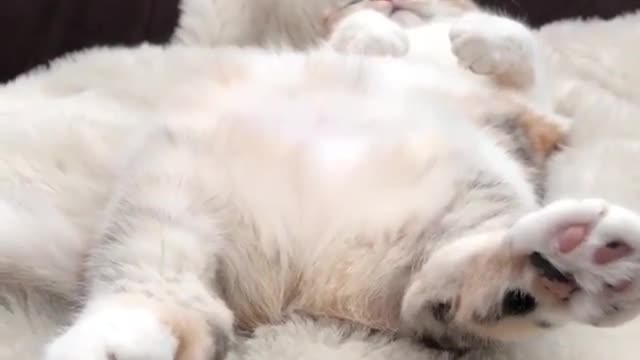 I have a cute cat