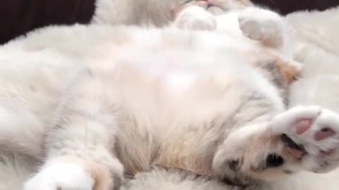 I have a cute cat