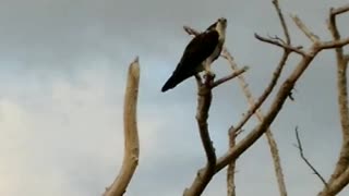 Big beautiful osprey