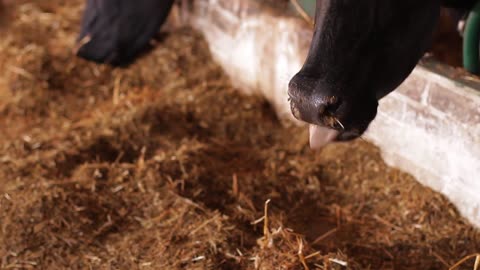 snout cow chewing hay