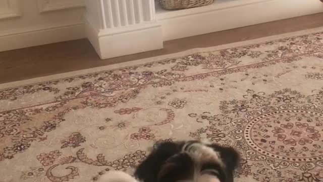 Little puppy tries to jump up but it can’t!