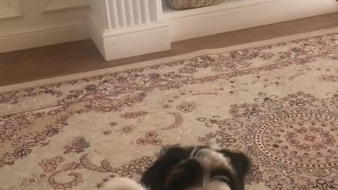 Little puppy tries to jump up but it can’t!