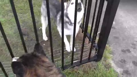 Hello Husky puppy. This girl was so cute even Malamute Wolf wanted to say hi.