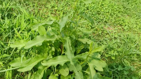 Why are there so many holes in the leaves of this plant?