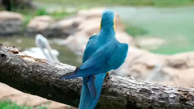 Cute parrot