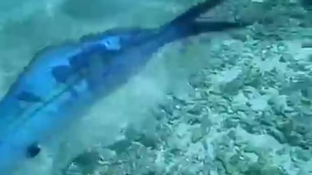 Diver rescues a fish from a plastic