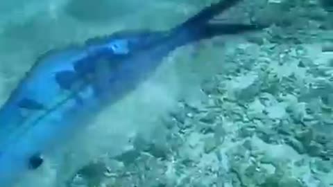 Diver rescues a fish from a plastic