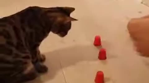 This cat will surprise you!!!