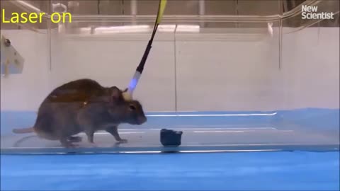 Какво представляват наноботите? Експеримент с плъхове.