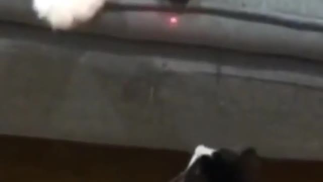 Best Funny Animal Videos 2022 😂 - Funniest Dogs