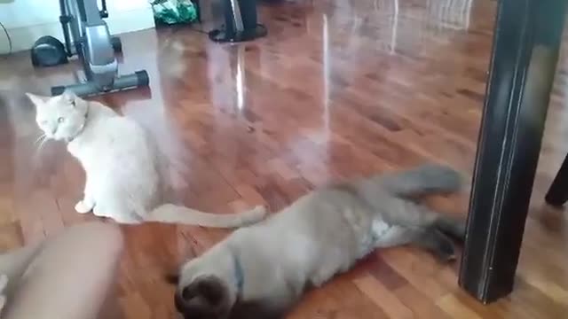 Himalayan cat training