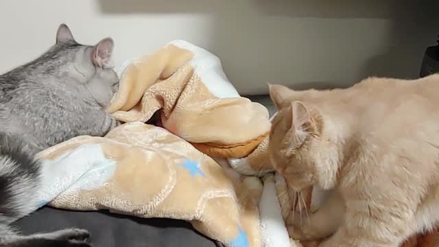 Cats in love with a blanket