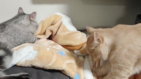 Cats in love with a blanket