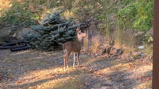 NW NC at The Treehouse / Yancey County / A buck stops by as a National Guard flies overhead