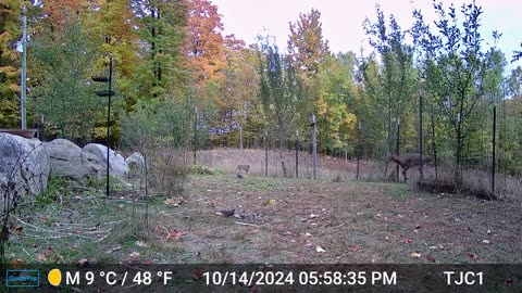 Autumn Afternoon