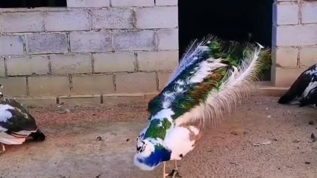 A peacock looks best when it spreads its tail