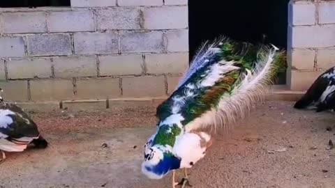 A peacock looks best when it spreads its tail