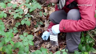 Fungi transplant experiment aims to revitalize degraded soil