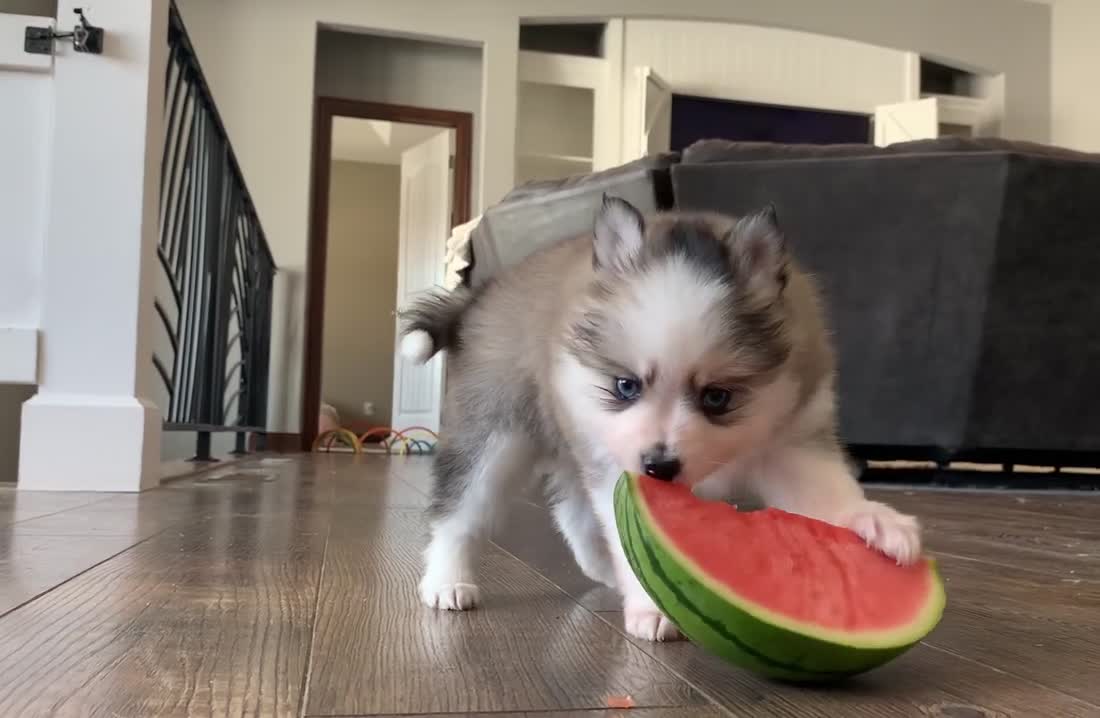 Dog love watermelon