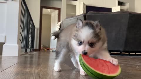 Dog love watermelon