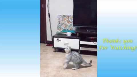 Funny cat - Very funny cat video