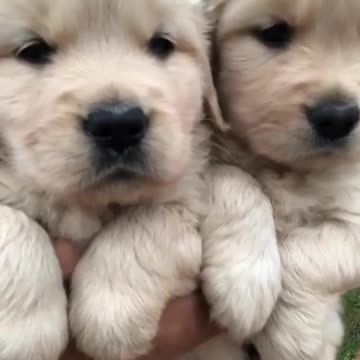 Tage aur bf all video funny rumble