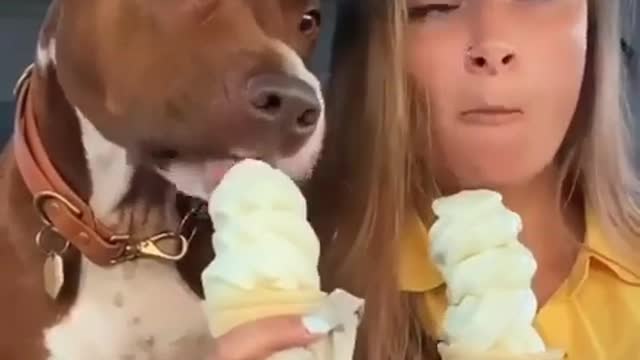 Funny dog #shorts