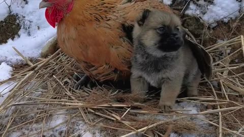 Chicken mother and dog son