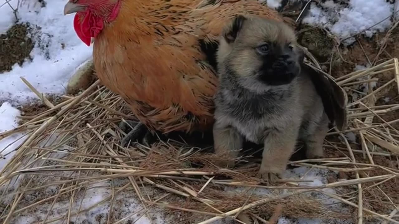 Chicken mother and dog son