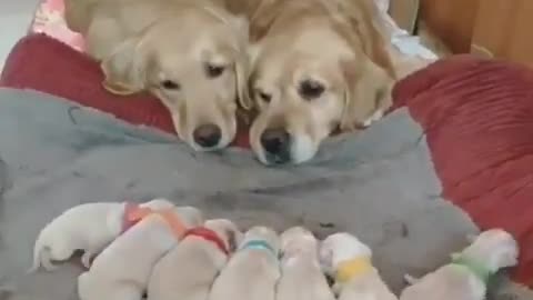 Dog is protecting his child.