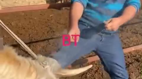 The cow breeder cutting the horn of the cow so that the rest of the livestock will not be harmed