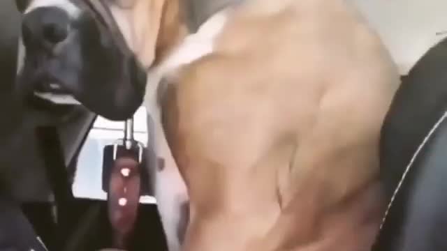 Dog funny video The best part ll