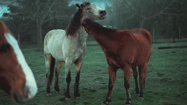 2 Horses Loving