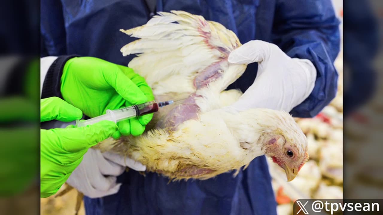 Gates Insider Admits Elite Planning to Euthanise BILLIONS via Bird Flu Vaccine