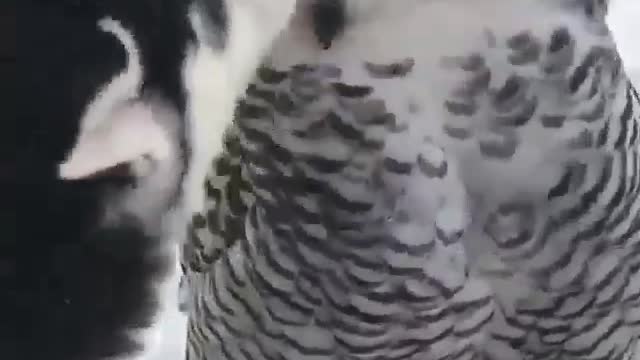 The Story of Owl Husky