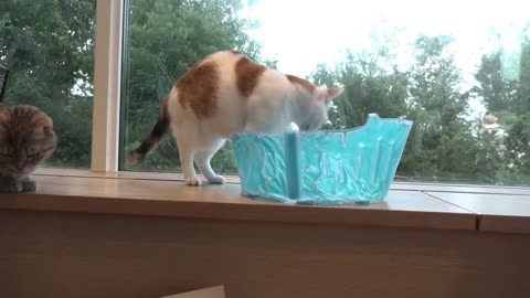 The Owner Bought An Ice-Cold Gel Pool, And The Cats Scrambled To Sit In to Cool Down